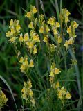 Linaria vulgaris. Верхушки побегов с соцветиями. Вологодская обл., Сокольский р-н, Оларевская гряда, опушка смешанного леса, у дороги. 13.07.2024.