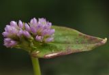 familia Polygonaceae. Соцветие и лист. Вьетнам, провинция Ламдонг, г. Далат, сад \"Flower Village\", сорное среди Lavandula dentata. 29.07.2024.