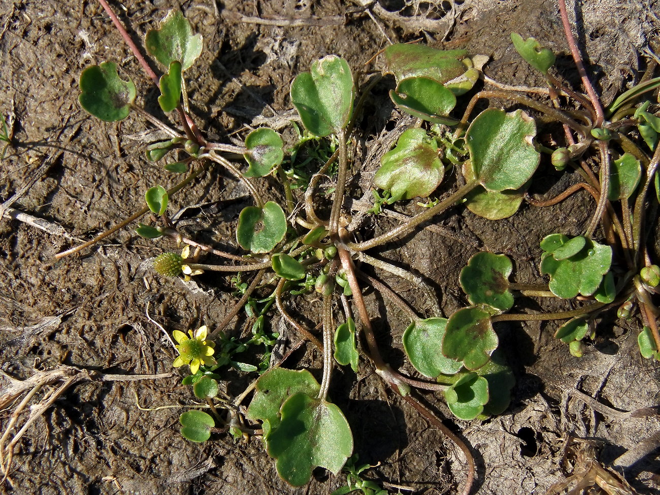 Image of Halerpestes sarmentosa specimen.