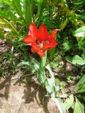 Tulipa subquinquefolia