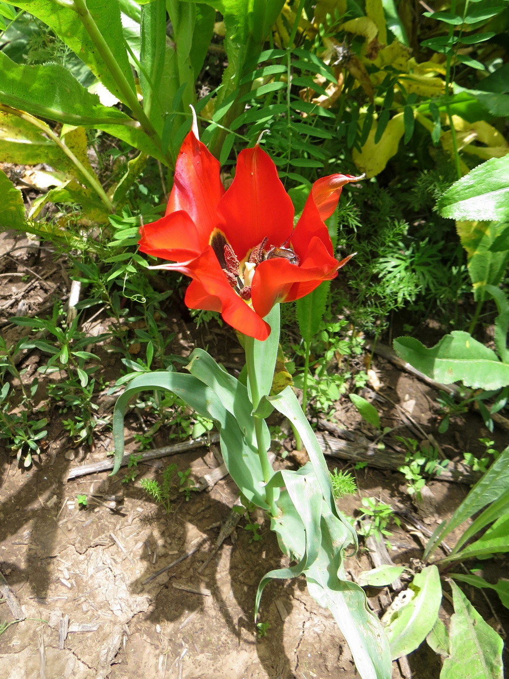 Image of Tulipa subquinquefolia specimen.