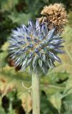 Echinops karatavicus. Соцветие. Узбекистан, Ташкентская обл., южный склон Чаткальского хребта, басс. р. Ахангаран, окр. г. Янгиабад, водораздел рек Дукентсай и Каттасай. 13.07.2024.