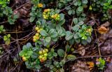 Vaccinium vitis-idaea