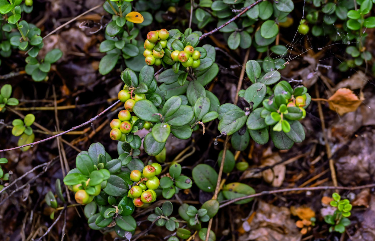 Image of Vaccinium vitis-idaea specimen.