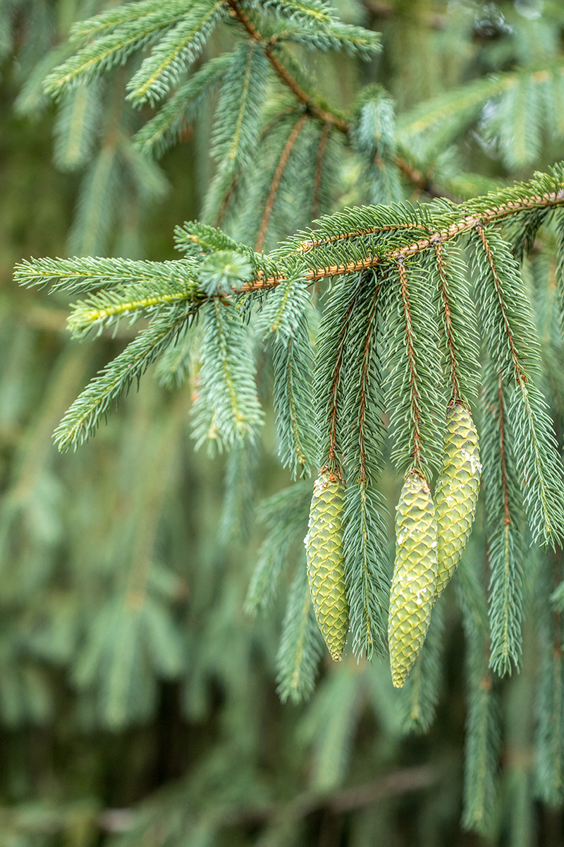 Image of genus Picea specimen.