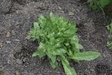 Cardaria draba