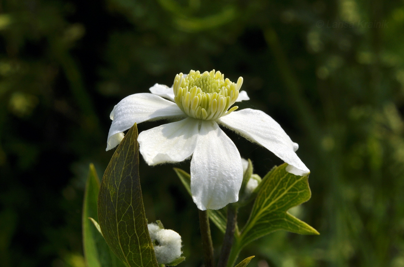 Image of Clematis hexapetala specimen.
