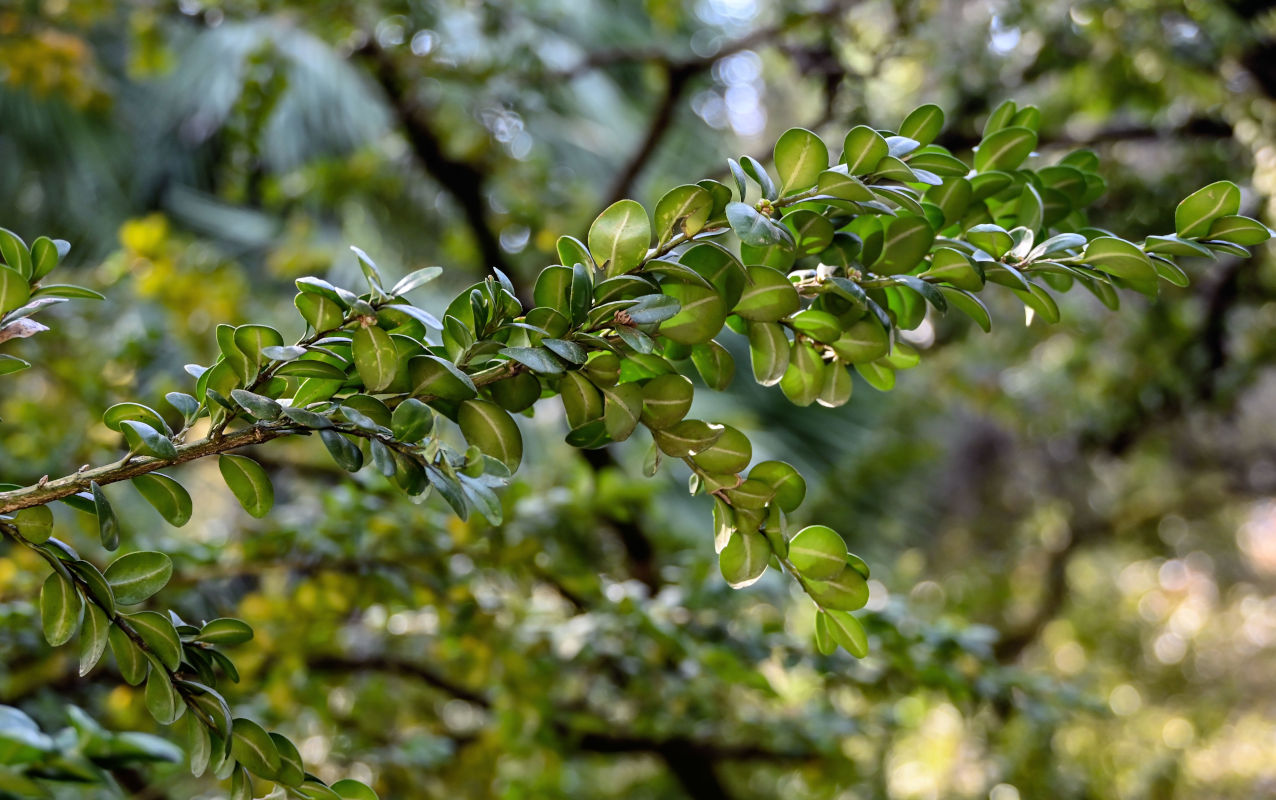 Изображение особи Buxus colchica.