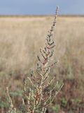 View full-size image Sedobassia sedoides