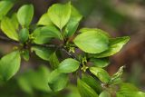 View full-size image Rhamnus ussuriensis