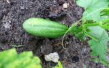 View full-size image Cucumis sativus