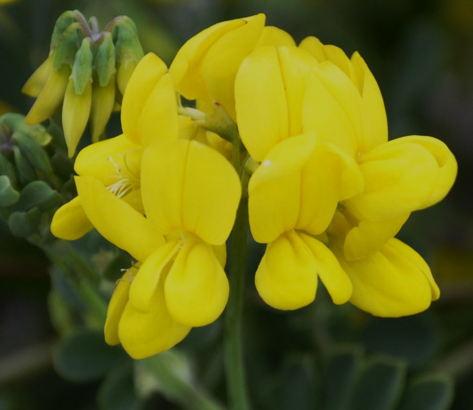 Image of Coronilla valentina ssp. glauca specimen.