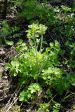 View full-size image Chelidonium majus