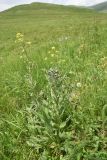 View full-size image Cynoglossum officinale