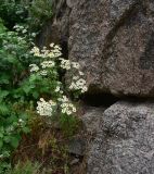 View full-size image Pyrethrum parthenifolium