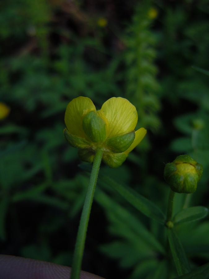 Image of Ranunculus monophyllus specimen.