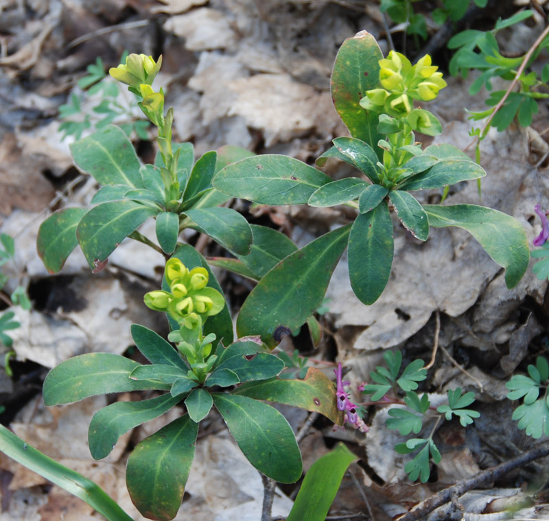 Image of Euphorbia amygdaloides specimen.