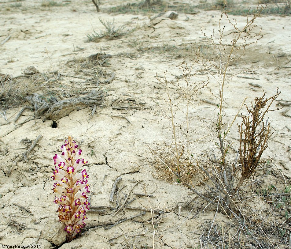 Image of Cistanche salsa specimen.