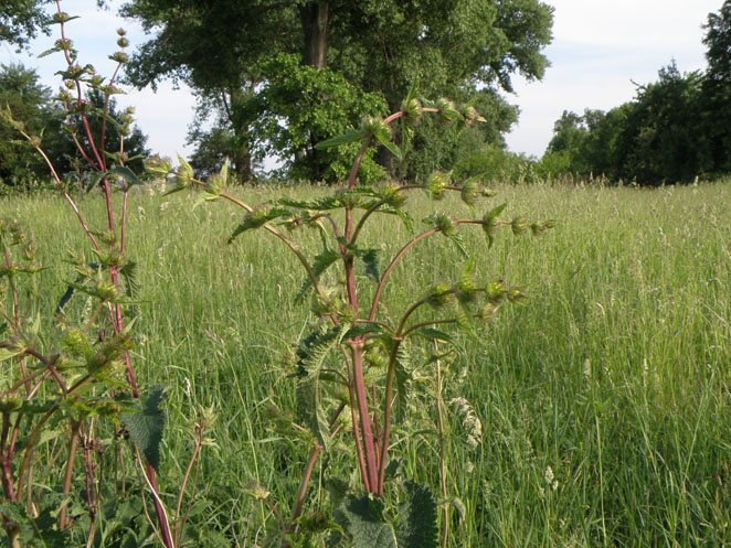 Image of Phlomoides tuberosa specimen.