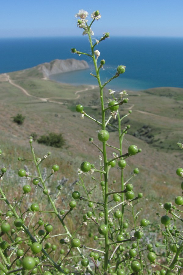 Image of Crambe aspera specimen.