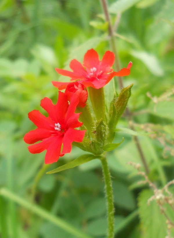 Изображение особи Lychnis chalcedonica.