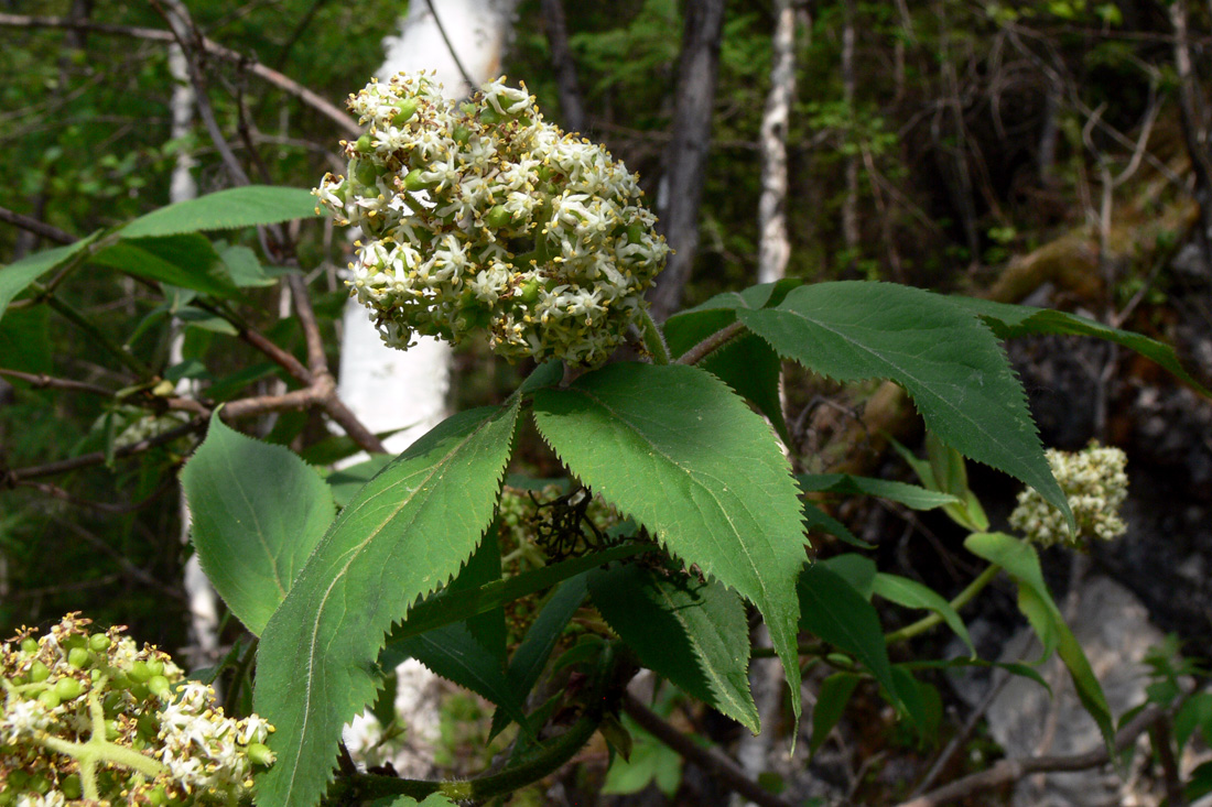 Image of Sambucus sibirica specimen.