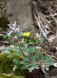 Смотреть изображение Corydalis paczoskii