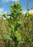 Inula thapsoides. Цветущее растение. Ставропольский край, юж. склон горы Бештау. 21.08.2010.