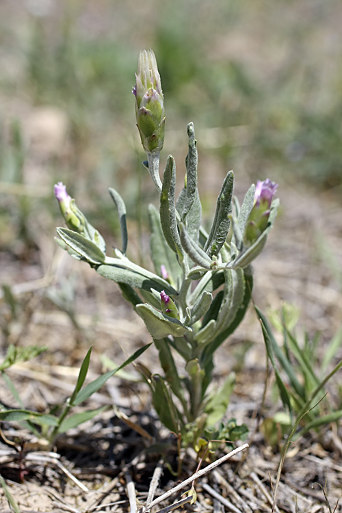 Image of Chardinia orientalis specimen.