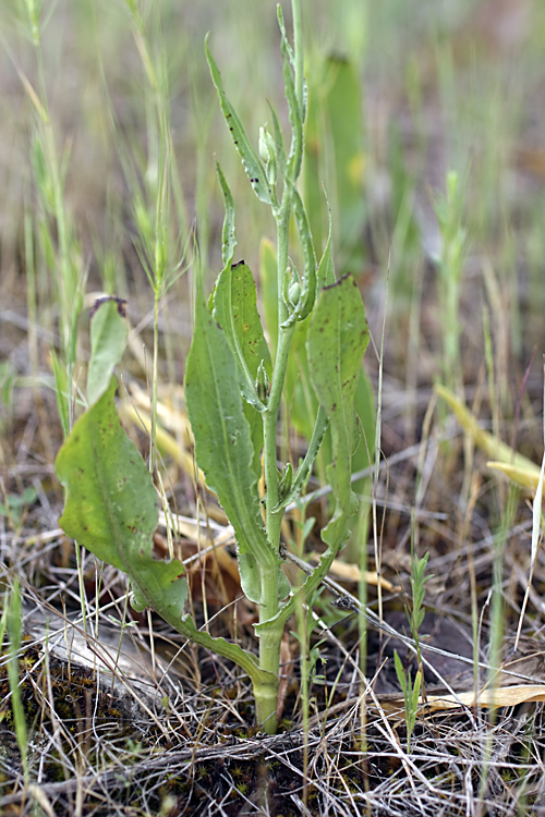 Image of Scorzonera tadshikorum specimen.