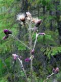 Cirsium palustre. Верхушка растения с соцветиями и соплодиями. Свердловская обл., окр. г. Североуральск, южная окраина Колонгинского водохранилища, болото. 09.08.2011.