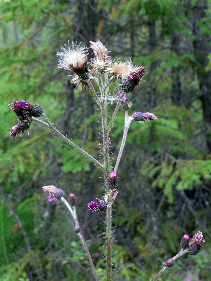 Изображение особи Cirsium palustre.