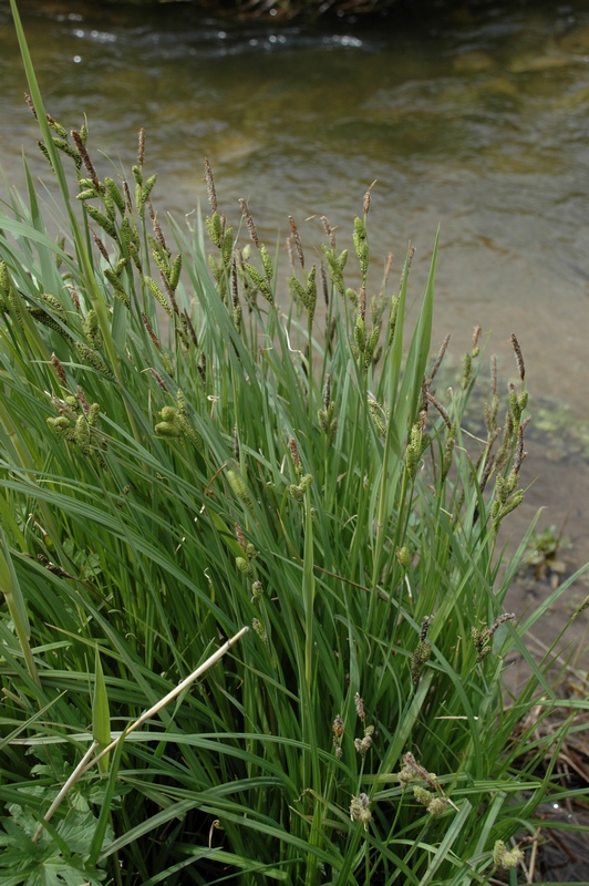Изображение особи Carex orbicularis.