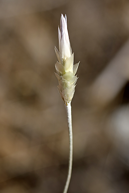 Изображение особи Xeranthemum longepapposum.