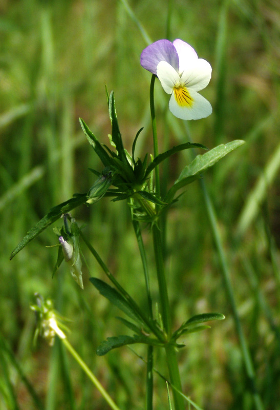 Image of Viola tricolor specimen.