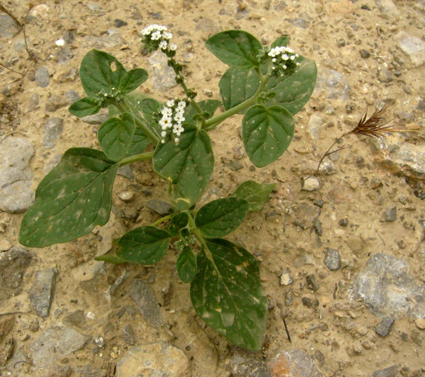 Изображение особи Heliotropium ellipticum.