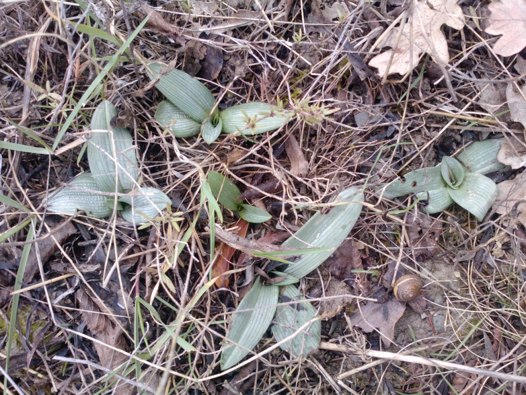 Image of Ophrys mammosa ssp. caucasica specimen.