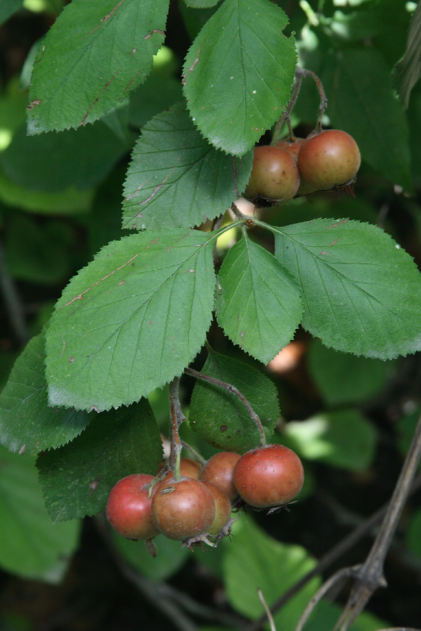 Image of Crataegus punctata specimen.