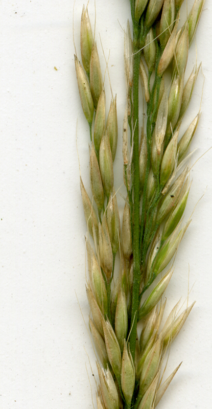 Image of Calamagrostis arundinacea specimen.