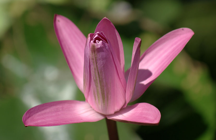 Image of genus Nymphaea specimen.