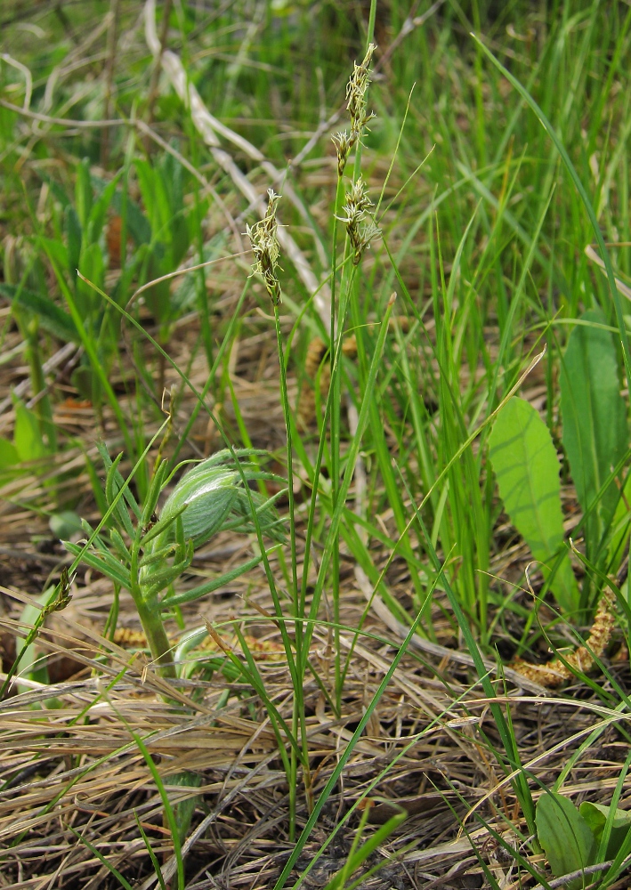 Image of Carex praecox specimen.