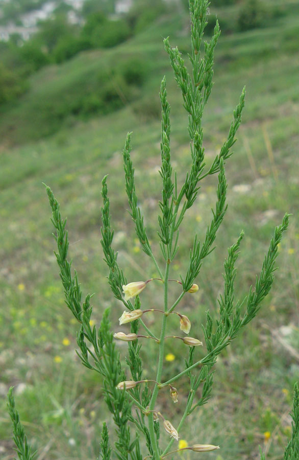 Image of Asparagus officinalis specimen.