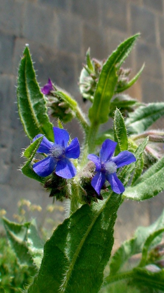 Image of Anchusa azurea specimen.