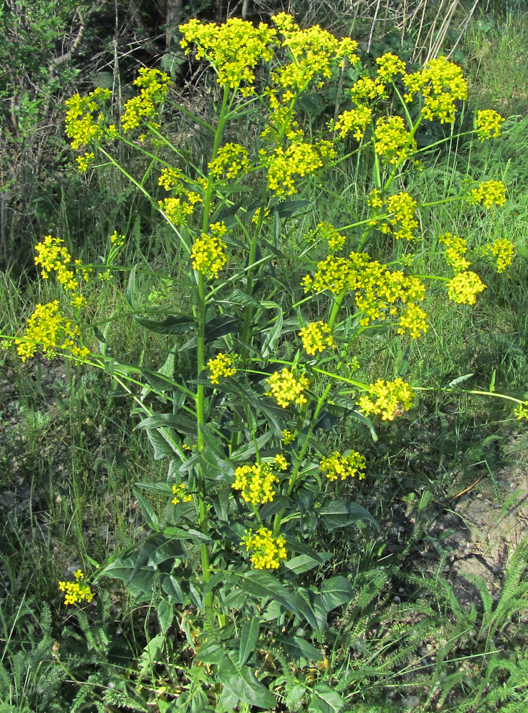 Image of Bunias orientalis specimen.