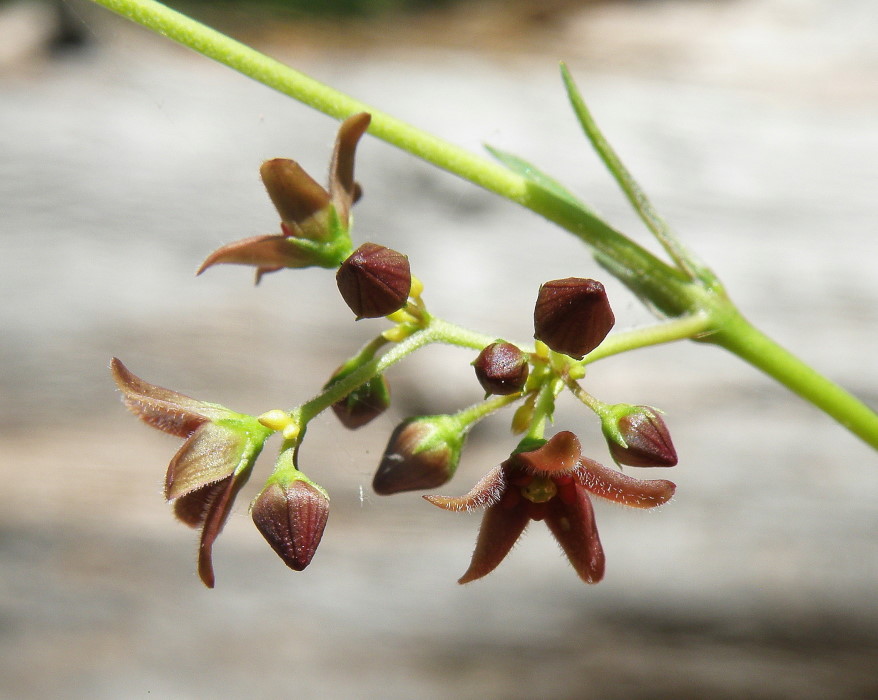 Image of Vincetoxicum scandens specimen.