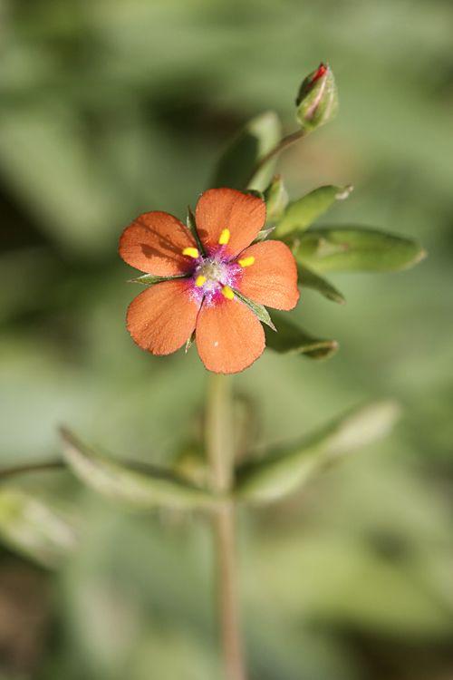 Image of Anagallis arvensis specimen.