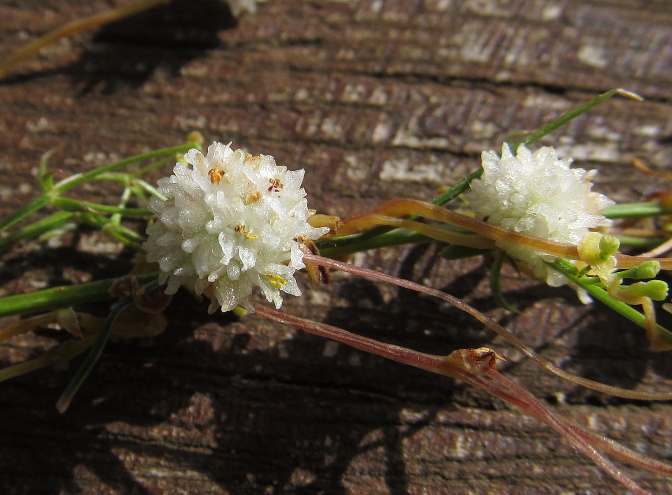 Image of genus Cuscuta specimen.