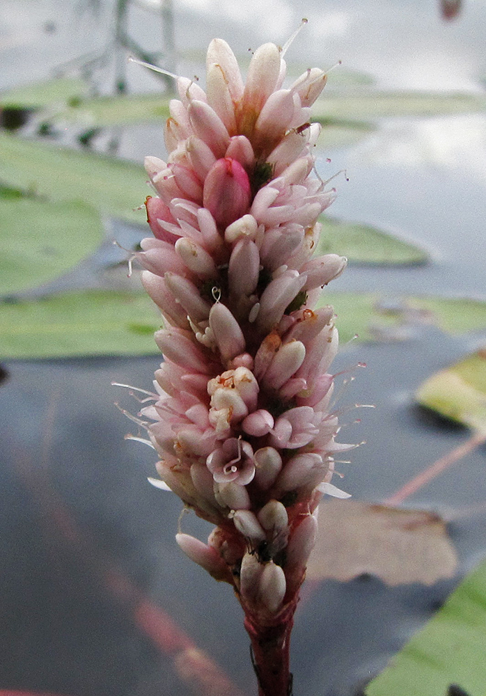 Image of Persicaria amphibia specimen.