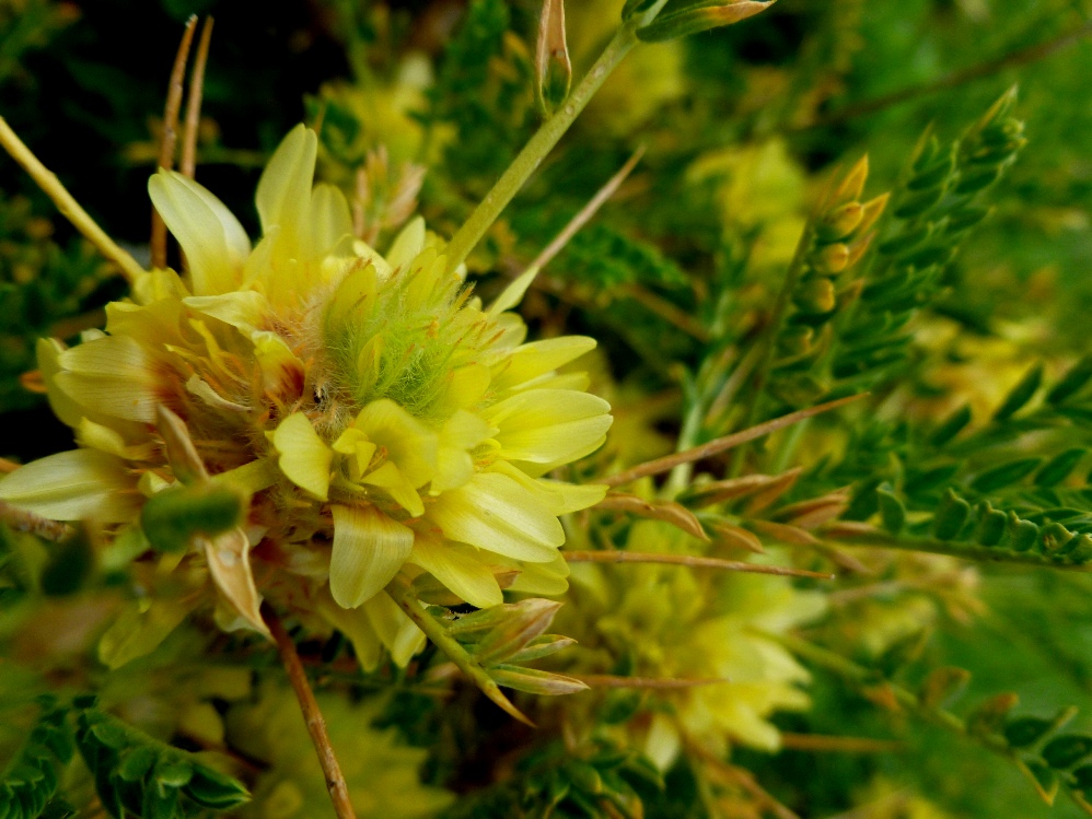 Image of Astragalus aureus specimen.