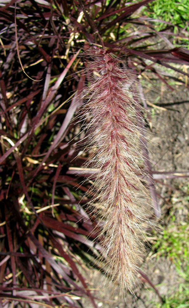 Image of Pennisetum setaceum specimen.